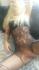 Bella_bee07 - Penicuik/Edinburgh - EH26 British Escort